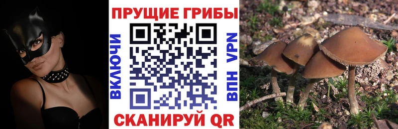 Псилоцибиновые грибы мицелий Алатырь